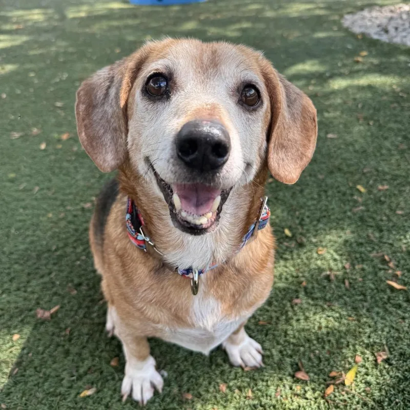 A senior medium-sized male Beagle dog named Bear for adoption in Indianapolis, IN