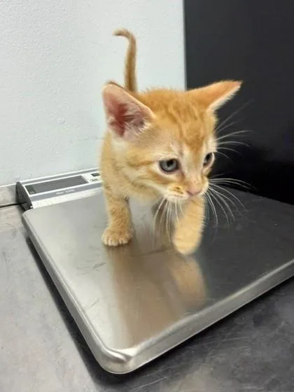An adult small-sized male Domestic Short Hair cat named Sleepy for adoption in Port Allen, LA