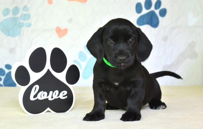A baby medium-sized male Black Spaniel dog named Jamy for adoption in Willingboro, NJ