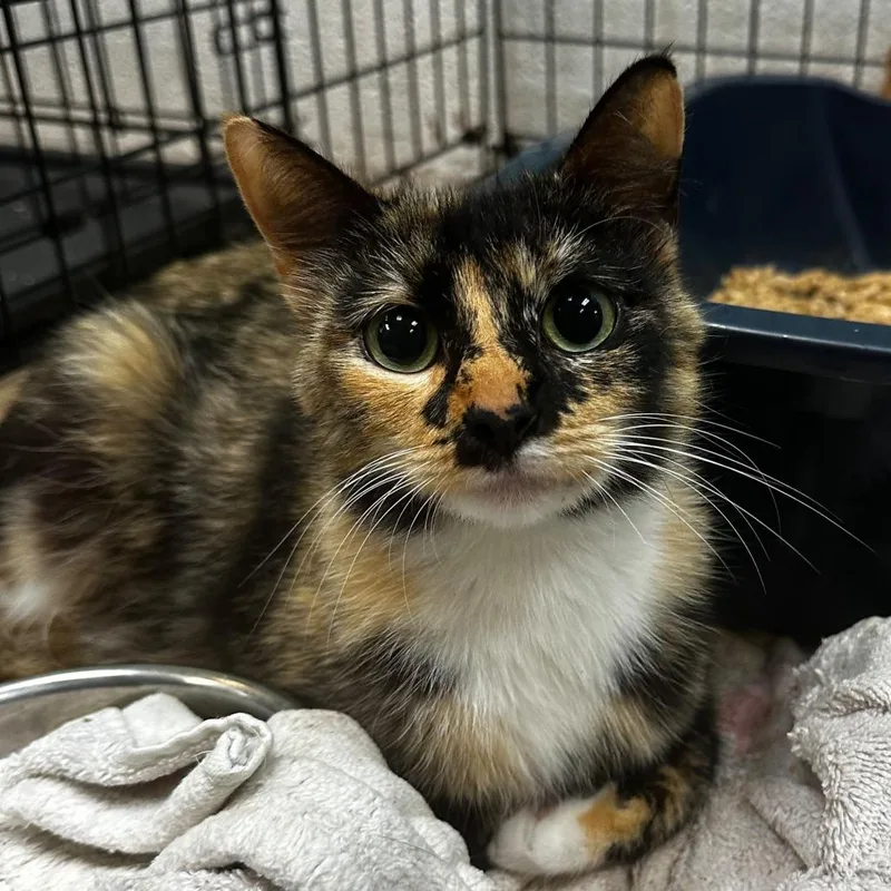 An adult medium-sized female Black Domestic Short Hair cat named Lilac for adoption in Gadsden, AL