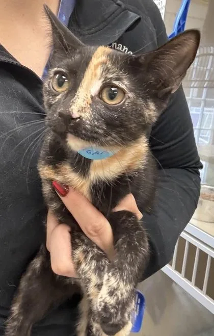 A baby medium-sized female Domestic Short Hair cat named Sugar Bug  I for adoption in East Brookfield, MA