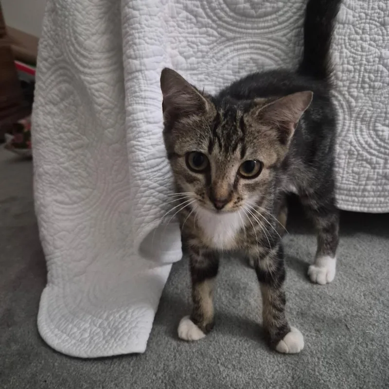 A baby small-sized male Domestic Short Hair cat named Shoestring for adoption in Starkville, MS
