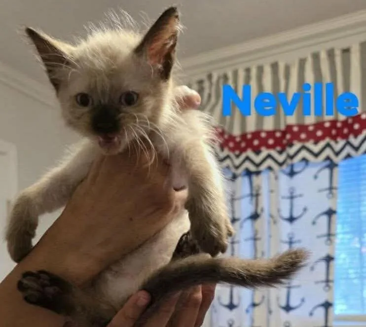 A baby small-sized male Siamese cat named Neville for adoption in New Braunfels, TX