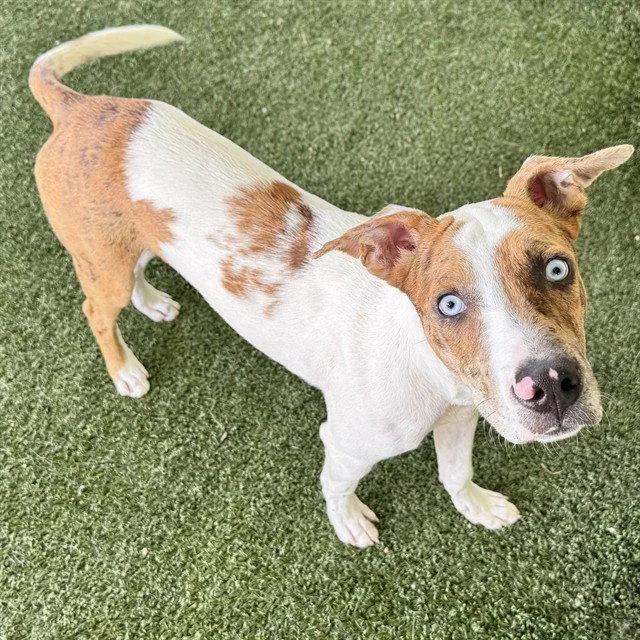 A young small-sized male Catahoula Leopard Dog dog named Burr for adoption in Tavares, FL