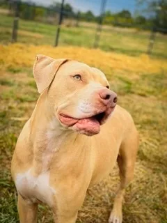 A young medium-sized male Apricot / Beige Pit Bull Terrier dog named Hero for adoption in Gaithersburg, MD