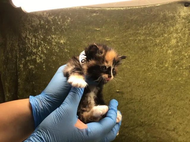 A baby small-sized female Domestic Short Hair cat named Mina for adoption in Riverside, CA