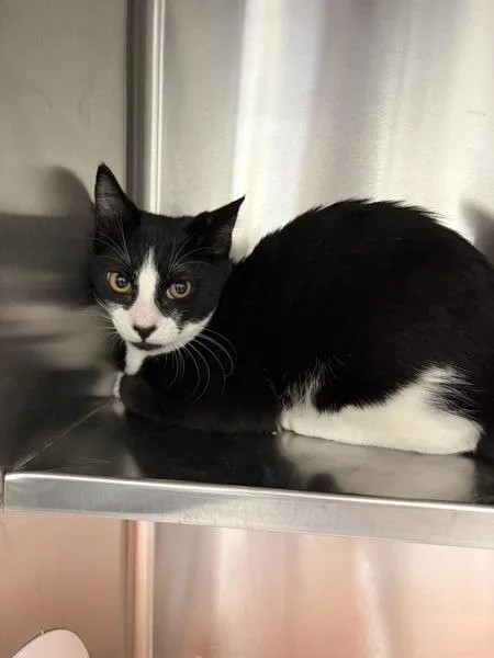A baby small-sized male Domestic Short Hair cat named Bentley for adoption in Novato, CA
