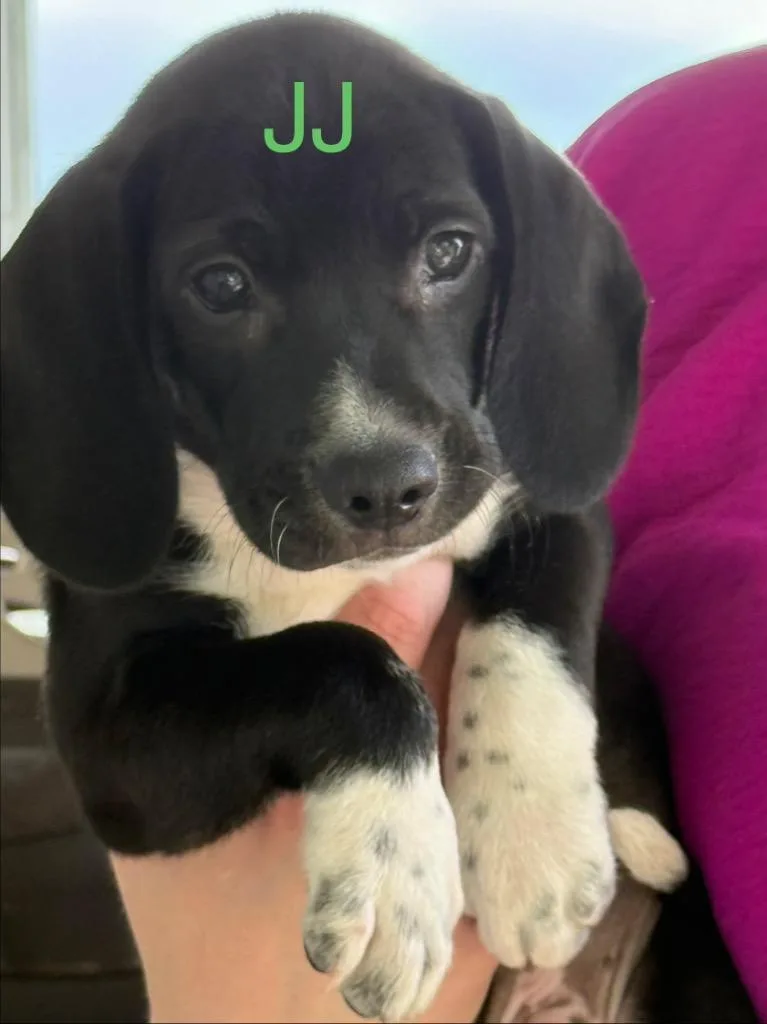 A baby medium-sized male Hound dog named Jj for adoption in Saint Francisville, LA