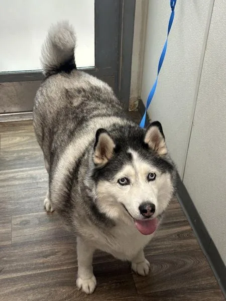 A senior extra large-sized male Siberian Husky dog named Loki for adoption in San Diego, CA