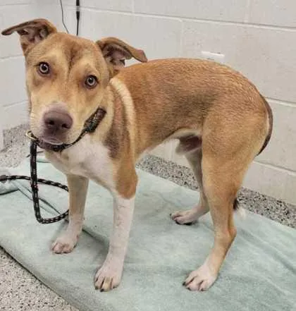 A young medium-sized male Yellow / Tan / Blond / Fawn Mixed Breed dog named Drogo for adoption in Kansas City, MO