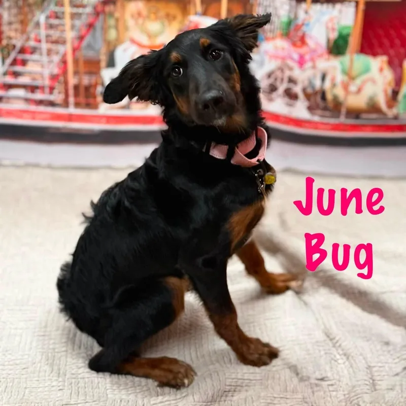 June Bug