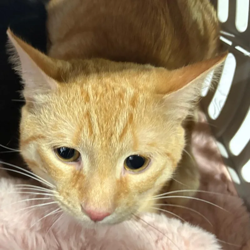 A young medium-sized male Orange / Red Domestic Short Hair cat named Pacheco for adoption in Birmingham, AL
