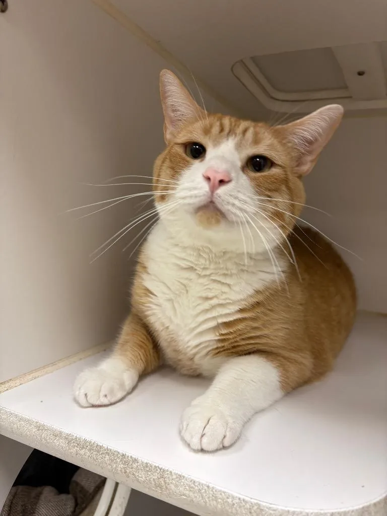 An adult large-sized male Domestic Short Hair cat named Buddy Jr. for adoption in Johnson City, TN