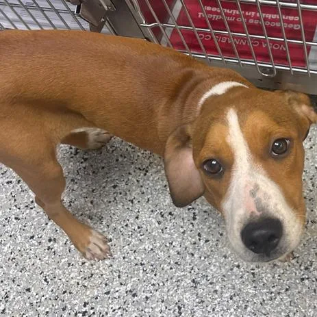 A baby medium-sized female Red / Chestnut / Orange American Foxhound dog named Blair for adoption in Hattiesburg, MS