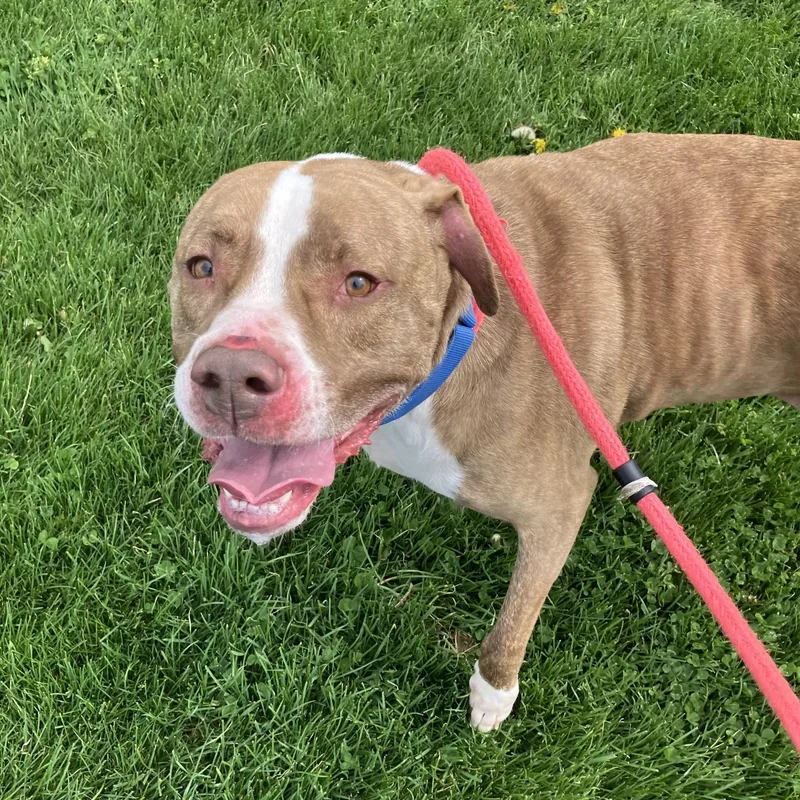 An adult large-sized male Brindle American Staffordshire Terrier dog named Happy for adoption in Hilliard, OH