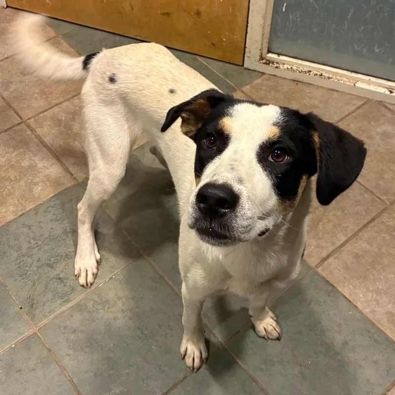 A young medium-sized male White / Cream Mixed Breed dog named Viggo for adoption in Chattanooga, TN