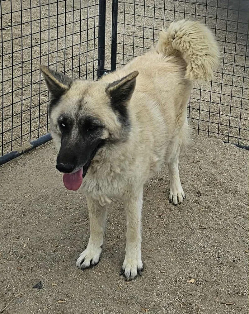 An adult medium-sized female Apricot / Beige German Shepherd Dog dog named Amber Aka Rue for adoption in Wrightwood, CA