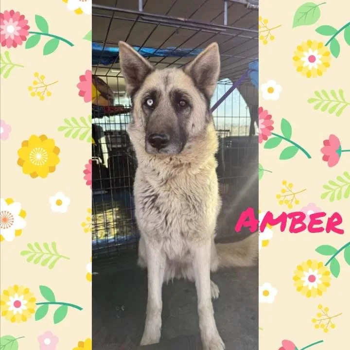 Amber Aka Rue thumbnail 5