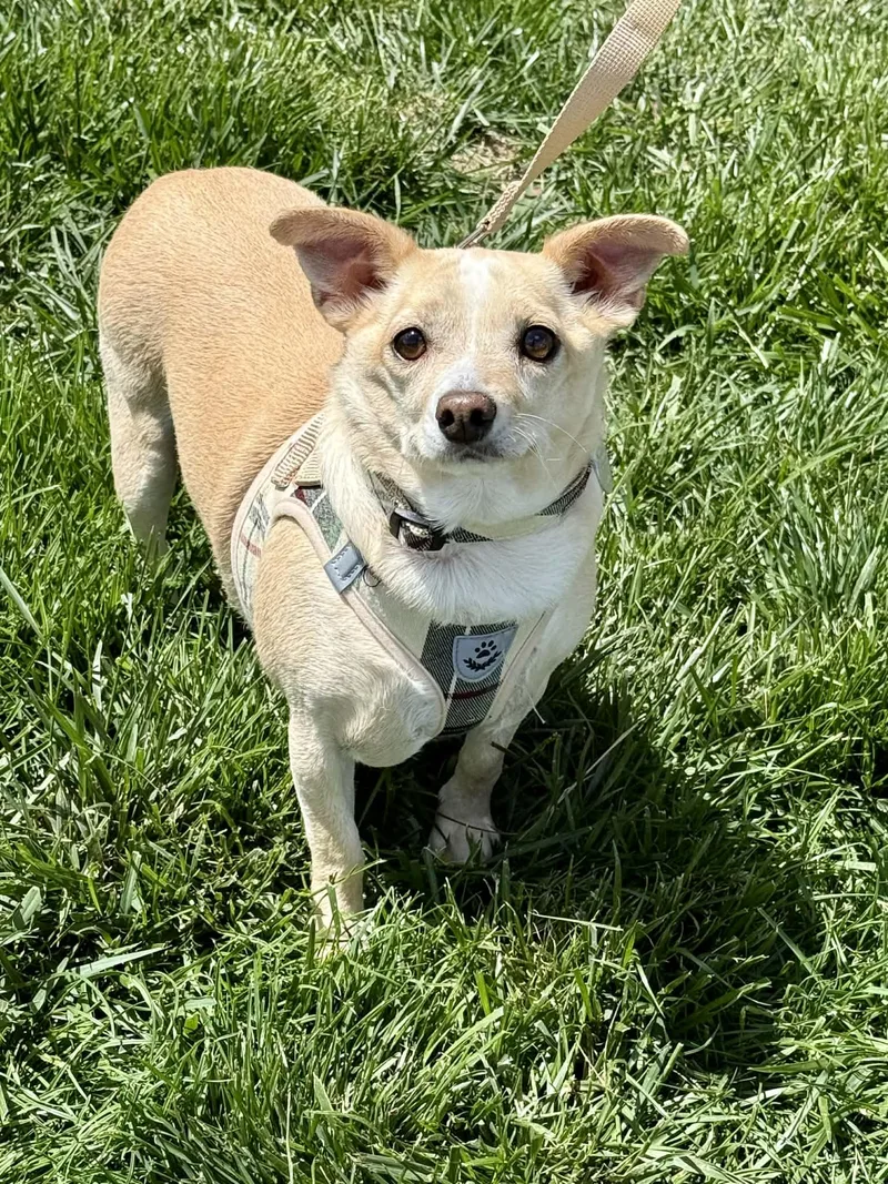 Mr. Peanut