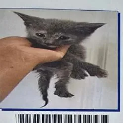 A baby small-sized female Tortoiseshell Domestic Short Hair cat named Marlon for adoption in Long Beach, CA