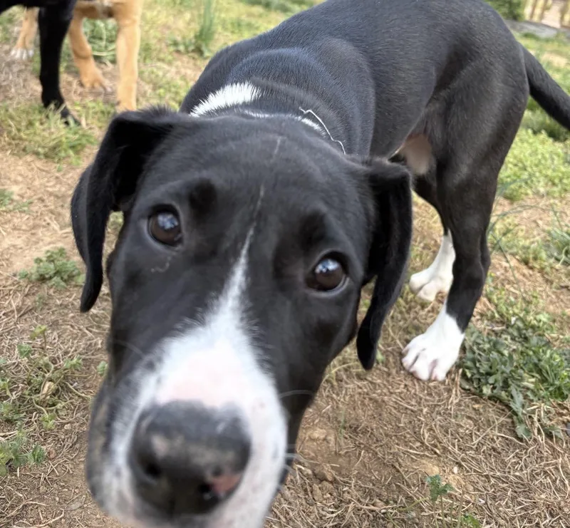 A baby medium-sized male Black Pit Bull Terrier dog named Lucky for adoption in Clarksville, VA