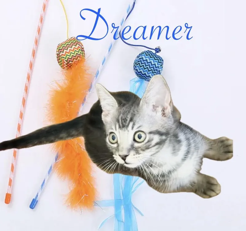 Dreamer &sweetellen thumbnail 4