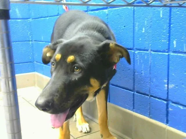 A young small-sized male German Shepherd Dog dog named Chase for adoption in Albuquerque, NM