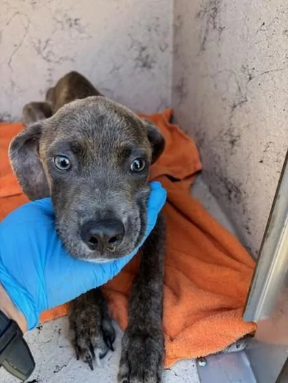 A young medium-sized male Pit Bull Terrier dog named Laki for adoption in Honolulu, HI