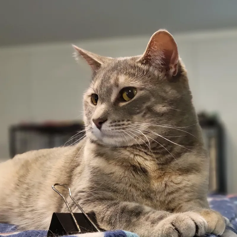 A young large-sized female Dilute Tortoiseshell Domestic Short Hair cat named Addison Montgomery for adoption in Swartz Creek, MI