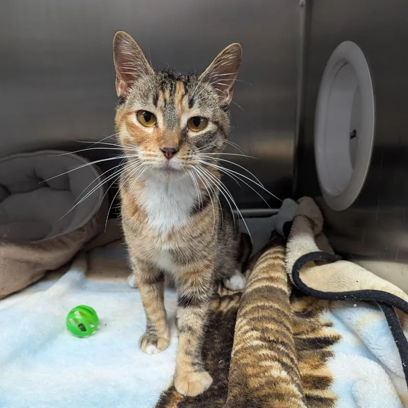 A young medium-sized female Domestic Short Hair cat named Toothbrush for adoption in Aberdeen, WA