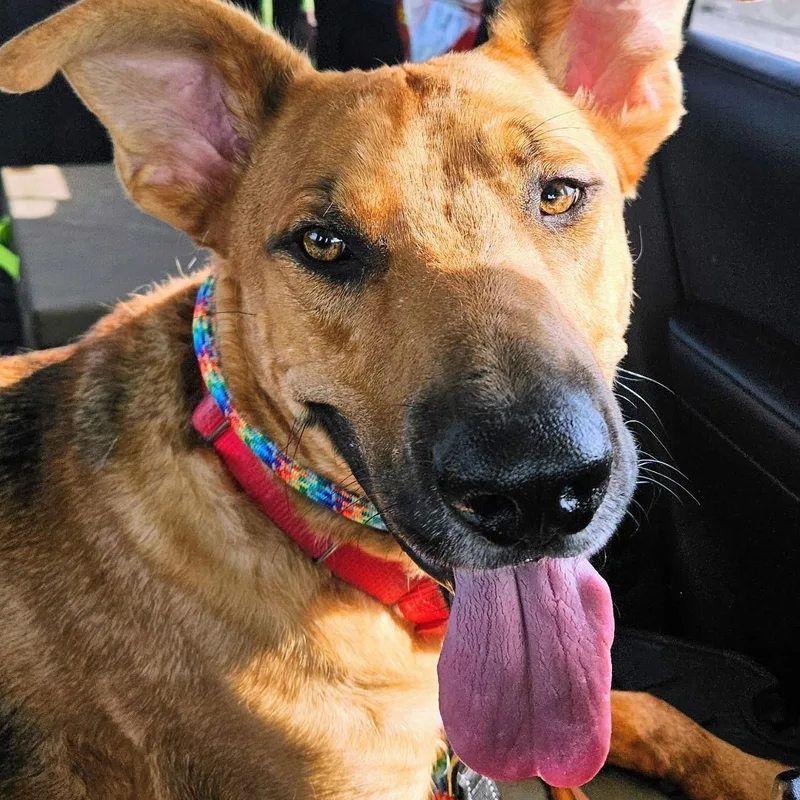 A young large-sized male German Shepherd Dog dog named Chance for adoption in Krum, TX