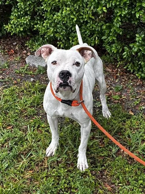 An adult large-sized male American Bulldog dog named Shilo for adoption in Fort Lauderdale, FL