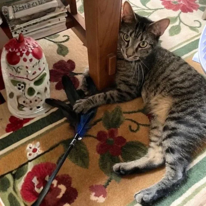 An adult medium-sized male Domestic Short Hair cat named Barilla for adoption in Brooklyn, NY