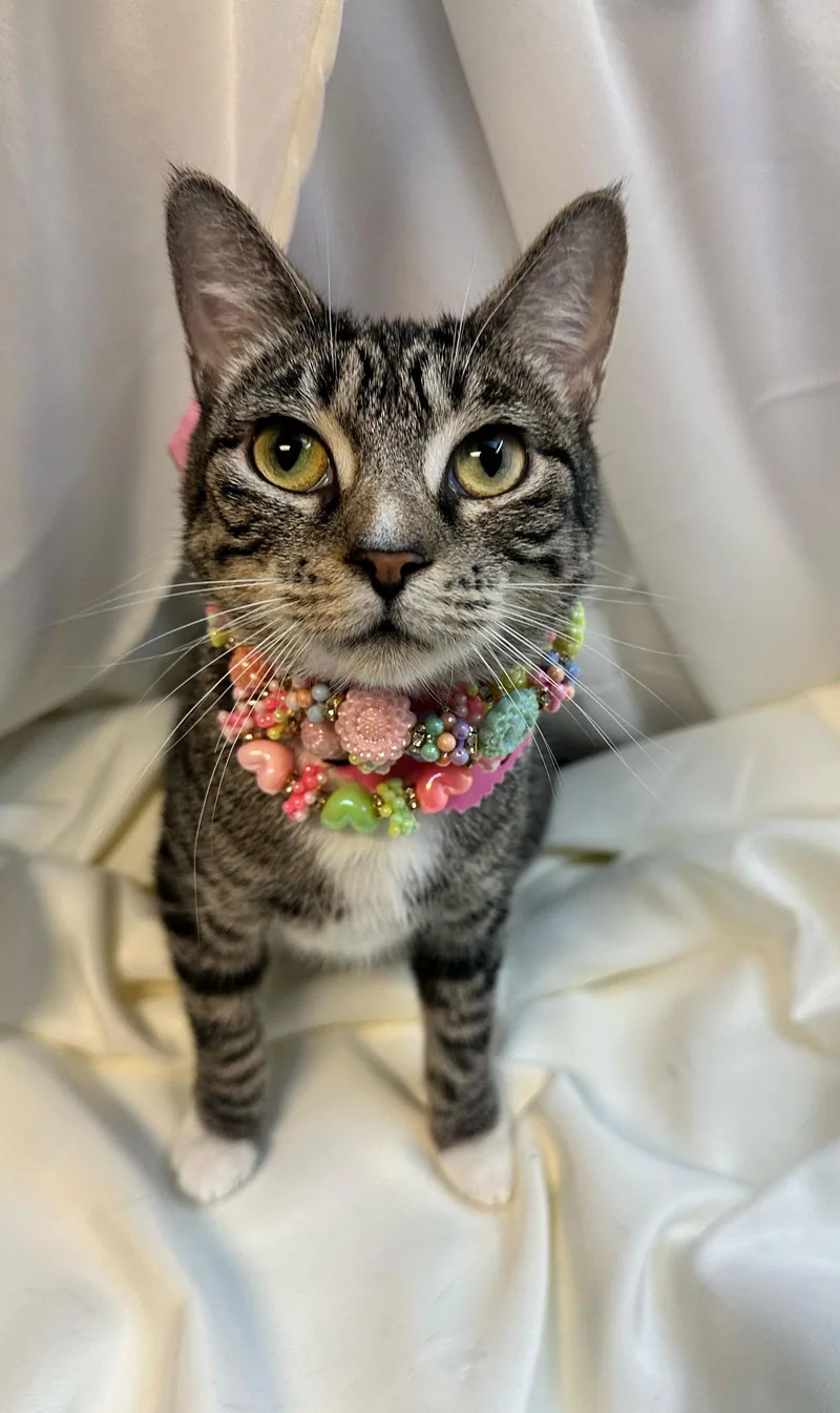 An adult medium-sized female Tabby cat named Angelina for adoption in Margate, FL
