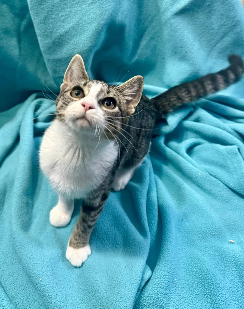 A baby medium-sized female Tabby (Brown / Chocolate) Domestic Short Hair cat named Nova for adoption in Temple, PA