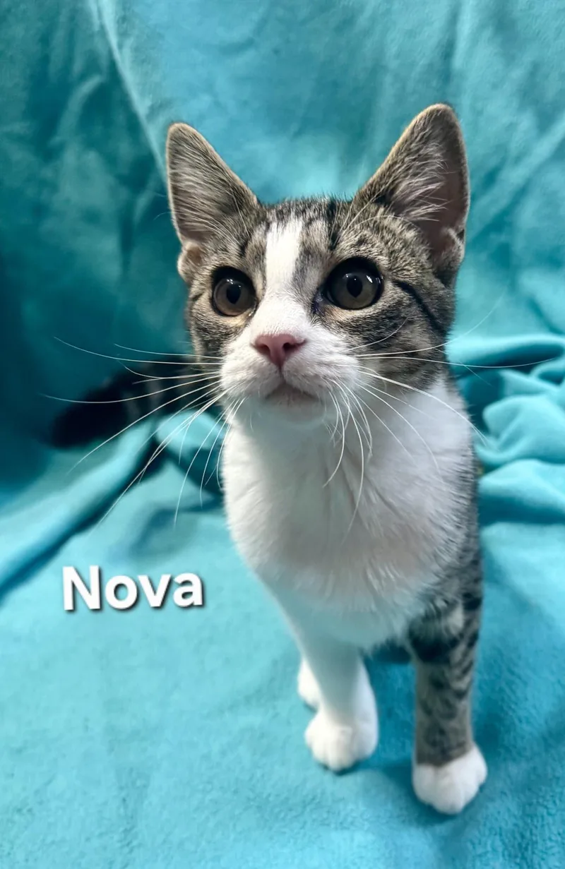 Nova thumbnail 2