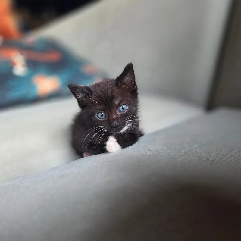 A baby small-sized male Domestic Medium Hair cat named Banana for adoption in Chicago, IL