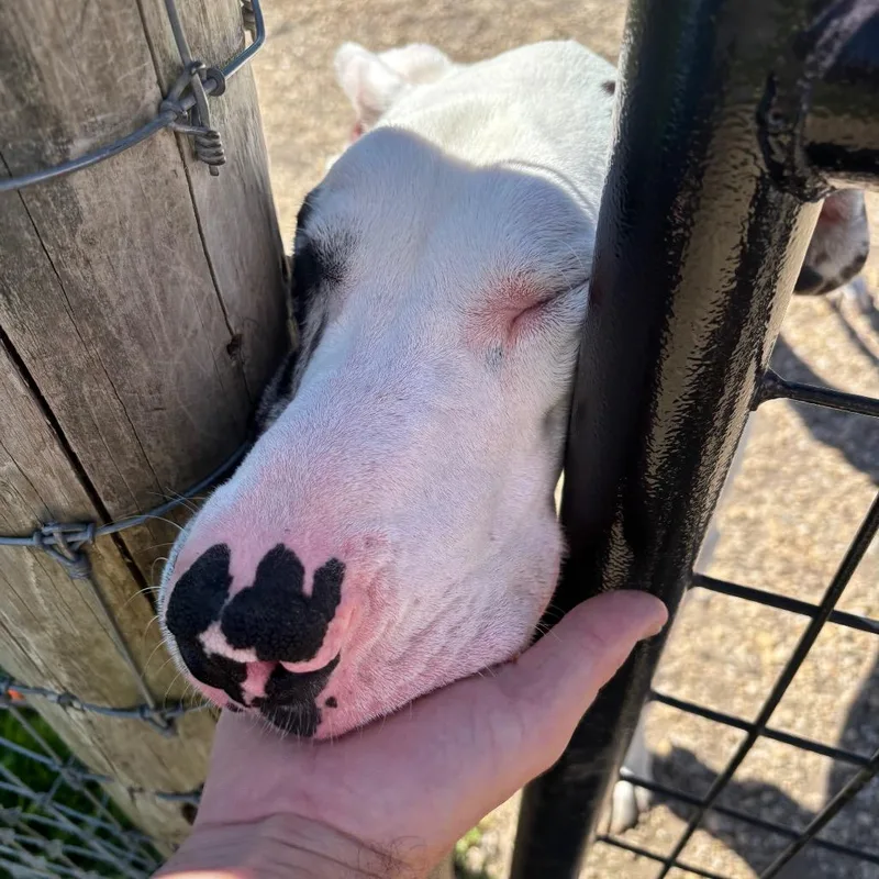 An adult large-sized male White / Cream Great Dane dog named Milo for adoption in Quakertown, PA