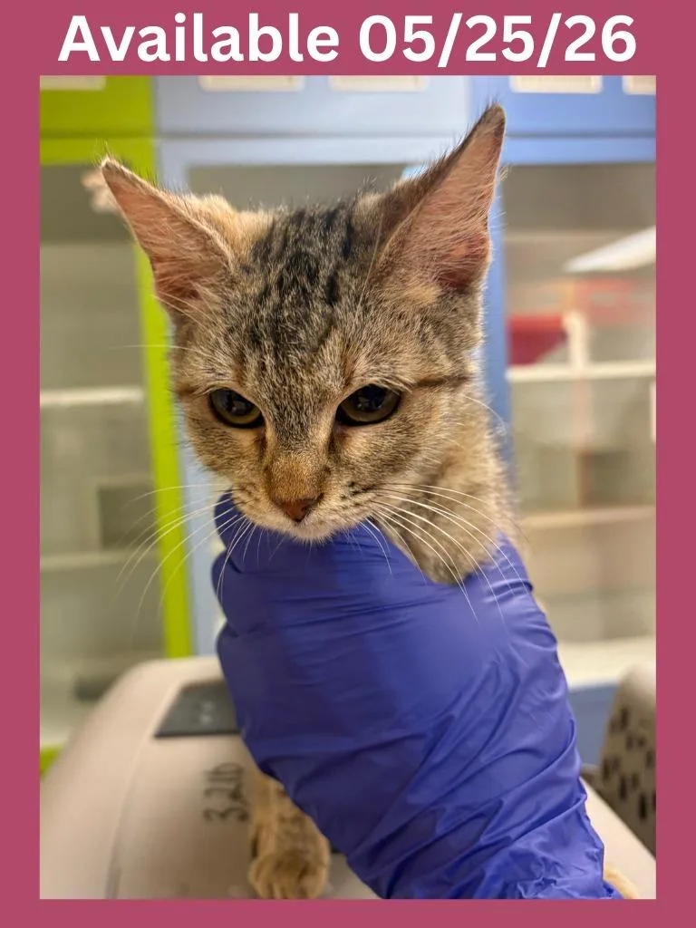 A baby medium-sized female Domestic Short Hair cat named Cat Condo for adoption in Greenville, TX