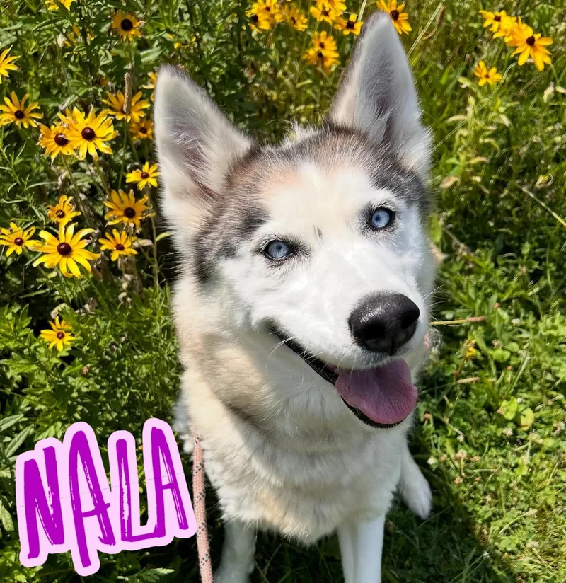 Nala Tag