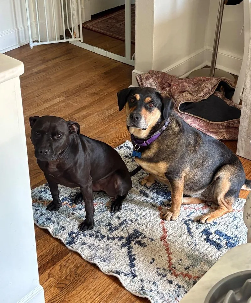 An adult large-sized female Shepherd dog named Everly for adoption in Princeton, MA