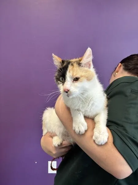 An adult medium-sized female Domestic Short Hair cat named Lady Catherine for adoption in Salt Lake City, UT