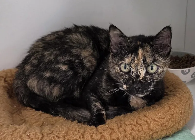 A young medium-sized female Domestic Short Hair cat named Kiza for adoption in Satellite Beach, FL