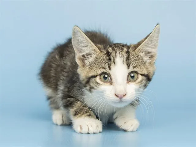 A baby small-sized female Domestic Short Hair cat named Lucinda for adoption in Phoenix, AZ