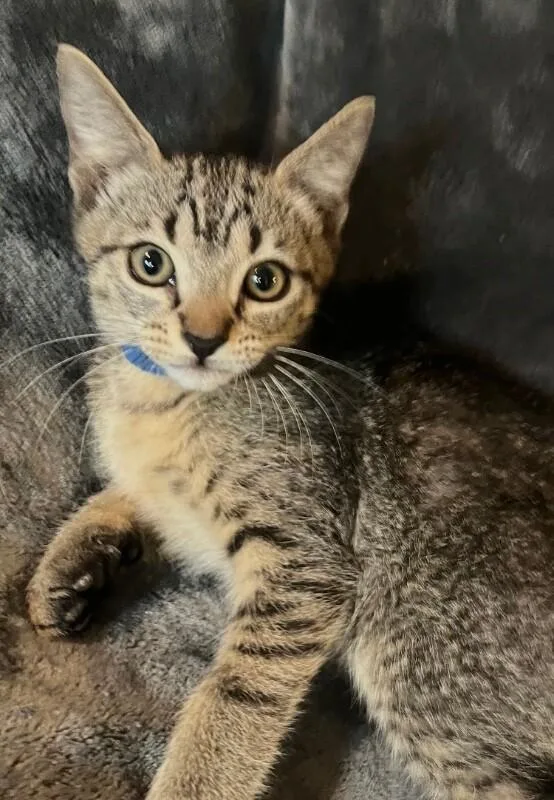 A baby small-sized female Brown / Chocolate Tabby cat named Calamity Jane Outlaw for adoption in Anthem, AZ