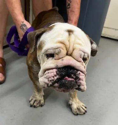 A young medium-sized female English Bulldog dog named Miss Piggy for adoption in Thompson Falls, MT