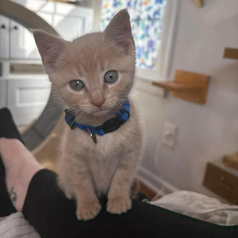 A baby small-sized male Buff / Tan / Fawn Domestic Short Hair cat named Tartt for adoption in Lexington, KY