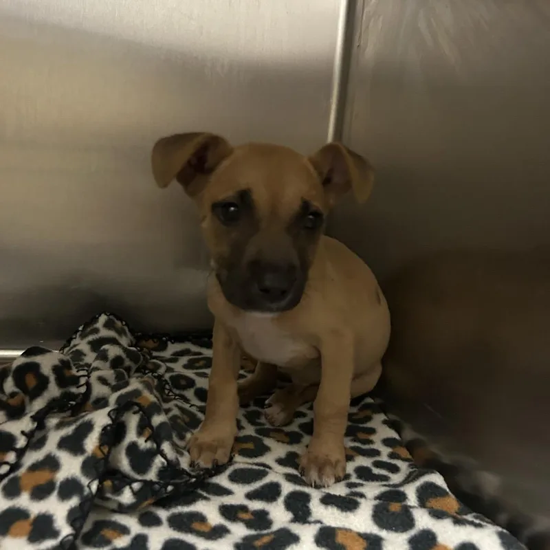 A baby small-sized male Brown / Chocolate Mixed Breed dog named StrayDawsonStreet for adoption in Columbus, GA