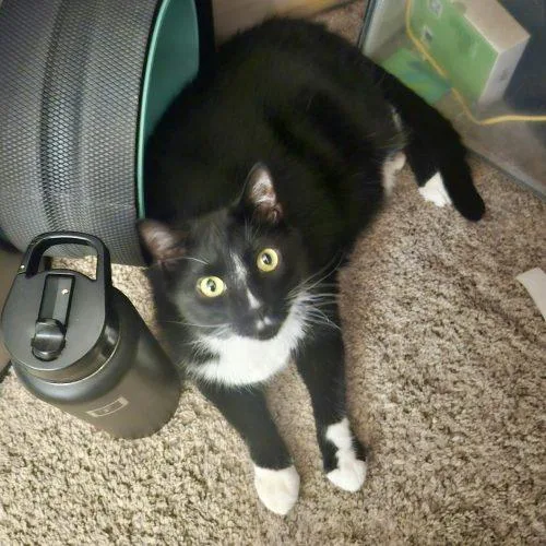 An adult large-sized male Tuxedo cat named Ozzie for adoption in Knoxville, TN