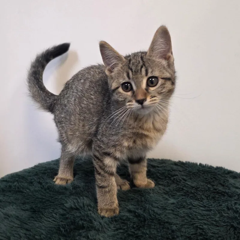 Elphaba